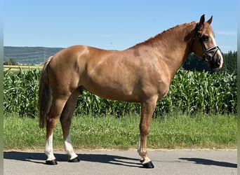 Schweres Warmblut, Wallach, 7 Jahre, 165 cm, Fuchs