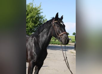 Schweres Warmblut, Wallach, 7 Jahre, 165 cm, Rappe