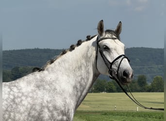 Schweres Warmblut, Wallach, 7 Jahre, 167 cm, Apfelschimmel