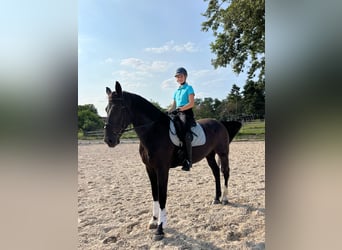 Schweres Warmblut, Wallach, 7 Jahre, 170 cm, Rappe