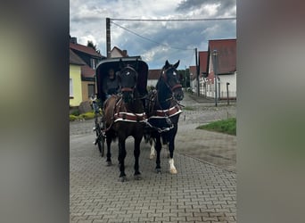 Schweres Warmblut, Wallach, 7 Jahre, 170 cm, Schwarzbrauner