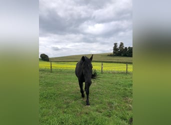 Schweres Warmblut, Wallach, 7 Jahre, 172 cm, Rappe
