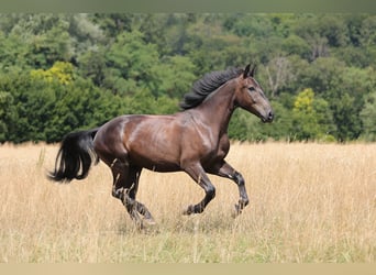Schweres Warmblut, Wallach, 7 Jahre, 172 cm, Rappe