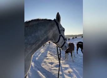 Schweres Warmblut, Wallach, 7 Jahre, 180 cm, Apfelschimmel