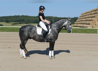 Schweres Warmblut, Wallach, 8 Jahre, 162 cm, Schimmel