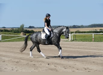 Schweres Warmblut, Wallach, 8 Jahre, 162 cm, Schimmel