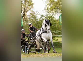 Schweres Warmblut, Wallach, 8 Jahre, 165 cm, Schimmel