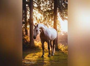 Schweres Warmblut, Wallach, 8 Jahre, 165 cm, Schimmel