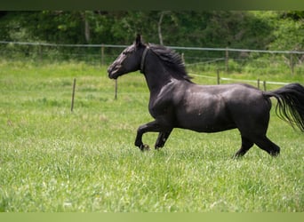 Schweres Warmblut, Wallach, 8 Jahre, 172 cm, Rappe
