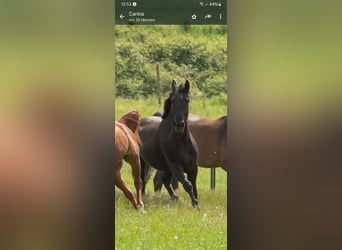 Schweres Warmblut, Wallach, 8 Jahre, 172 cm, Rappe