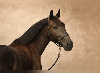 Schweres Warmblut, Wallach, 8 Jahre, 172 cm, Rappe