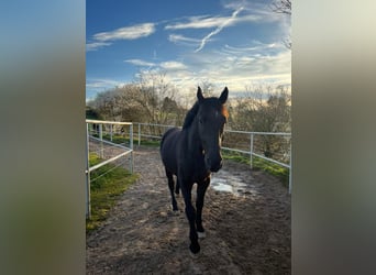 Schweres Warmblut, Wallach, 8 Jahre, 172 cm, Rappe