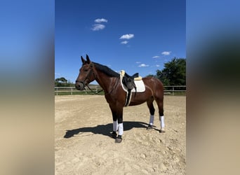 Schweres Warmblut, Wallach, 9 Jahre, 165 cm, Brauner