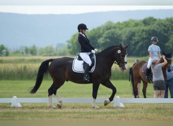 Schweres Warmblut, Wallach, 9 Jahre, 165 cm, Dunkelbrauner