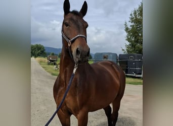 Schweres Warmblut, Wallach, 9 Jahre, 165 cm, Dunkelbrauner