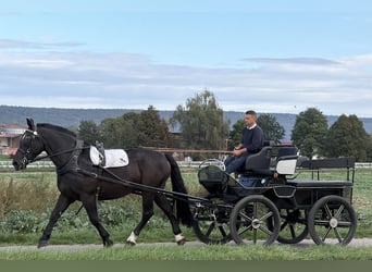 Schweres Warmblut, Wallach, 9 Jahre, 170 cm, Rappe