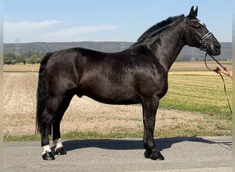 Schweres Warmblut, Wallach, 9 Jahre, 170 cm, Rappe