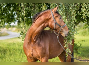 Schweres Warmblut, Wallach, 9 Jahre, 174 cm, Brauner