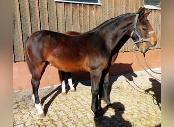 Schweres Warmblut, Wallach, Fohlen (03/2025), Brauner