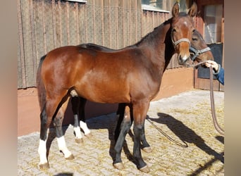 Schweres Warmblut, Wallach, Fohlen (03/2025), Brauner