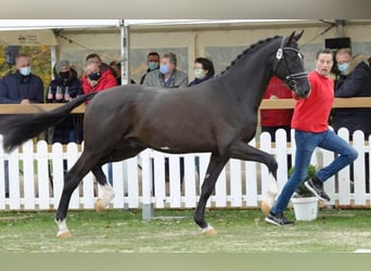 Koń westfalski, Ogier, 7 lat, 170 cm, Skarogniada