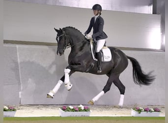 Koń westfalski, Ogier, 7 lat, 170 cm, Skarogniada