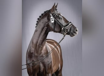 Koń westfalski, Ogier, 7 lat, 170 cm, Skarogniada