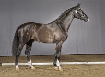 Koń westfalski, Ogier, 7 lat, 170 cm, Skarogniada