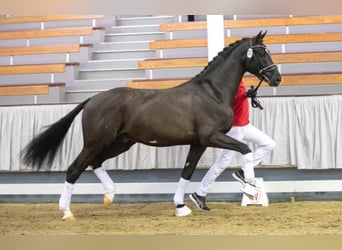 Westphalian, Stallion, 6 years, 16.2 hh, Smoky-Black