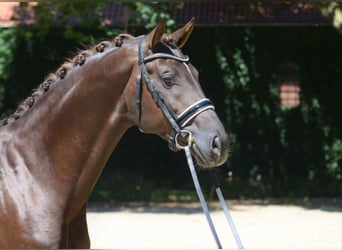 Westphalian, Stallion, 9 years, 17 hh, Chestnut