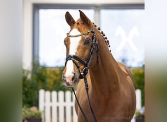 Sella Italiano, Caballo castrado, 10 años, 166 cm, Alazán