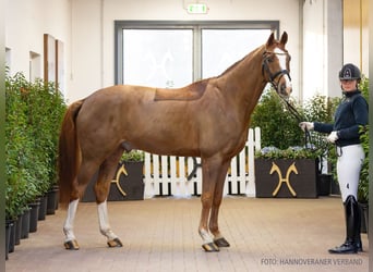 Sella Italiano, Caballo castrado, 10 años, 166 cm, Alazán