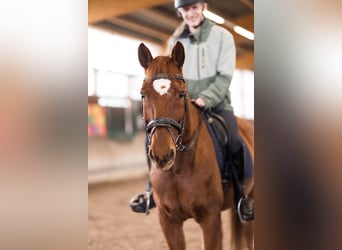 Sella Italiano Mestizo, Caballo castrado, 11 años, 160 cm, Alazán