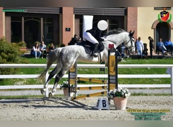 Sella Italiano, Caballo castrado, 11 años, 178 cm, Tordo