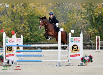 Sella Italiano, Caballo castrado, 12 años, 172 cm, Castaño