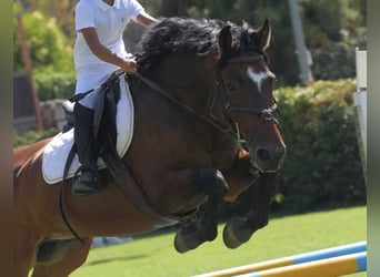 Sella Italiano, Caballo castrado, 18 años, 162 cm, Castaño