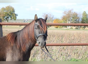 Sella Italiano Mestizo, Caballo castrado, 3 años, 140 cm, Castaño oscuro