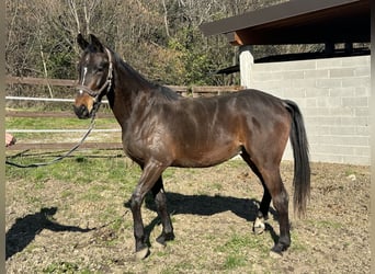 Sella Italiano, Caballo castrado, 3 años, 161 cm, Castaño oscuro