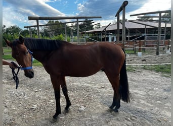 Sella Italiano Mestizo, Caballo castrado, 5 años, 145 cm, Castaño