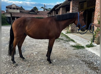 Sella Italiano Mestizo, Caballo castrado, 5 años, 145 cm, Castaño