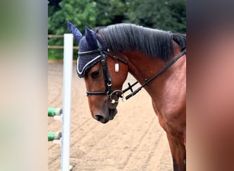 Sella Italiano Mestizo, Caballo castrado, 5 años, 145 cm, Castaño