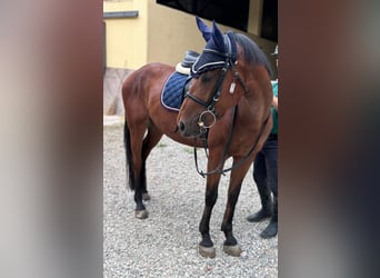 Sella Italiano Mestizo, Caballo castrado, 5 años, 145 cm, Castaño