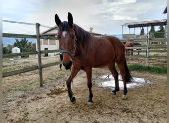 Sella Italiano, Caballo castrado, 5 años, 165 cm, Castaño