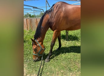 Sella Italiano, Caballo castrado, 5 años, 175 cm, Castaño