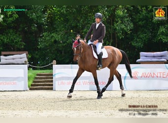 Sella Italiano, Caballo castrado, 5 años, 178 cm, Castaño