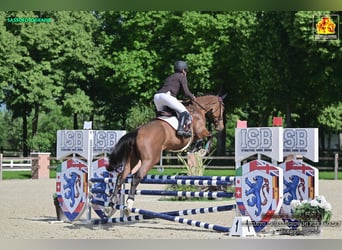 Sella Italiano, Caballo castrado, 5 años, 178 cm, Castaño