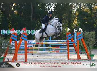 Sella Italiano, Caballo castrado, 6 años, 170 cm, Tordo