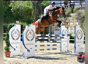 Sella Italiano, Caballo castrado, 6 años, 182 cm, Castaño