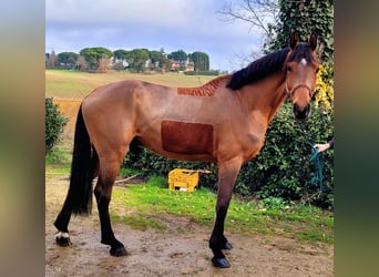 Sella Italiano, Caballo castrado, 6 años, Castaño