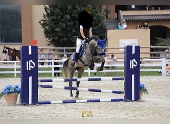 Sella Italiano, Caballo castrado, 6 años, Tordo